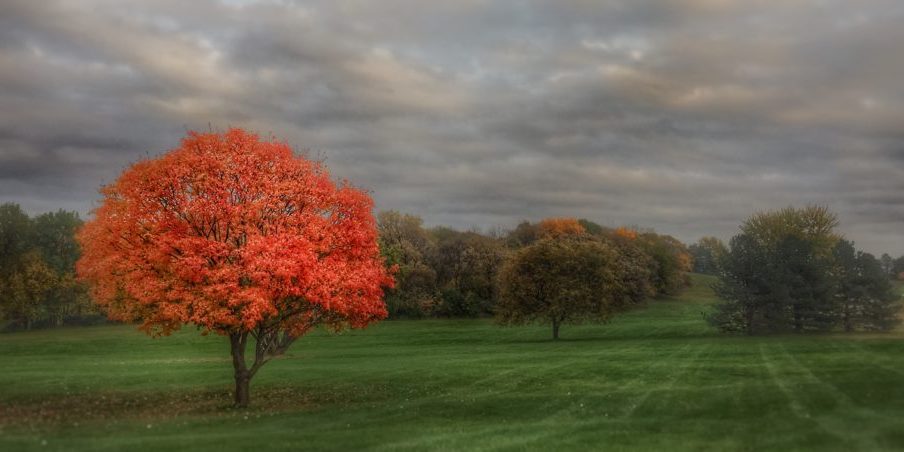 37844961331_173f6c145c_o