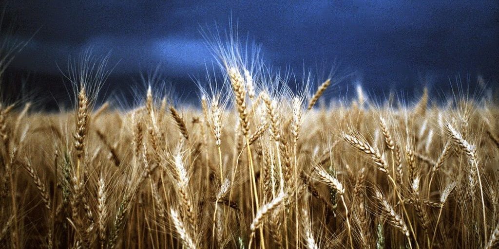 Eye Fetch Photography Stormy Wheat Fields by Diane Loft