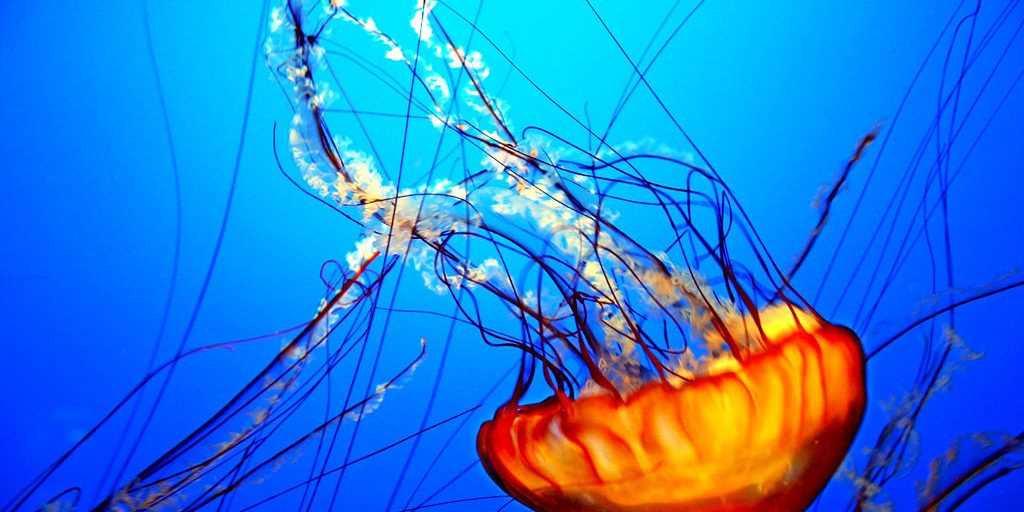 jellyfish2