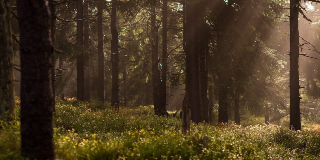 lukasz-szmigiel-11413-unsplash