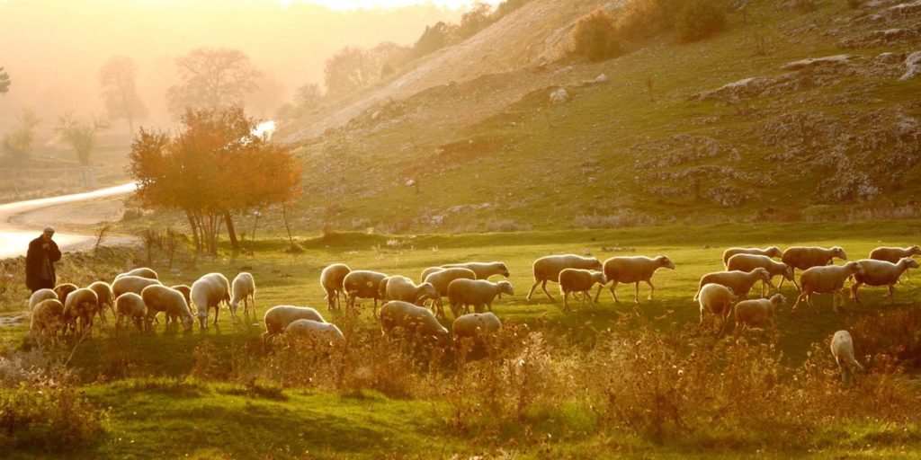 shepherd
