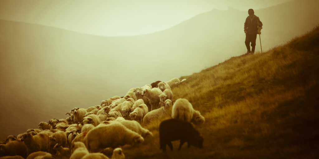 shepherd-sheep-12