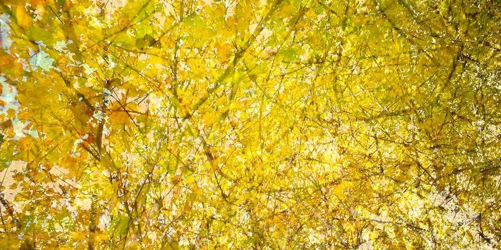 yellow-trees